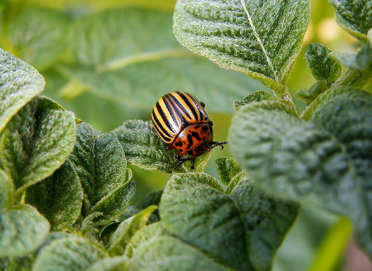 Detailed image of a Colorado potato beetle on lush green potato leaves in natural light.