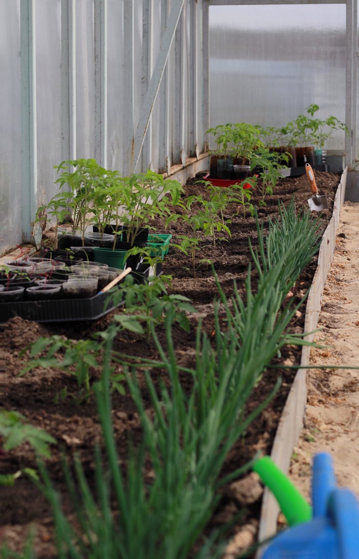 Row of vibrant plants growing inside a greenhouse, showcasing healthy growth and gardening care.