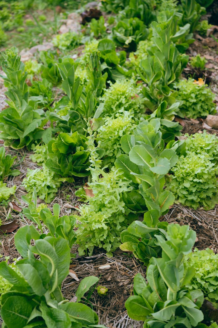 Lush green lettuce plants thriving in an outdoor garden setting.