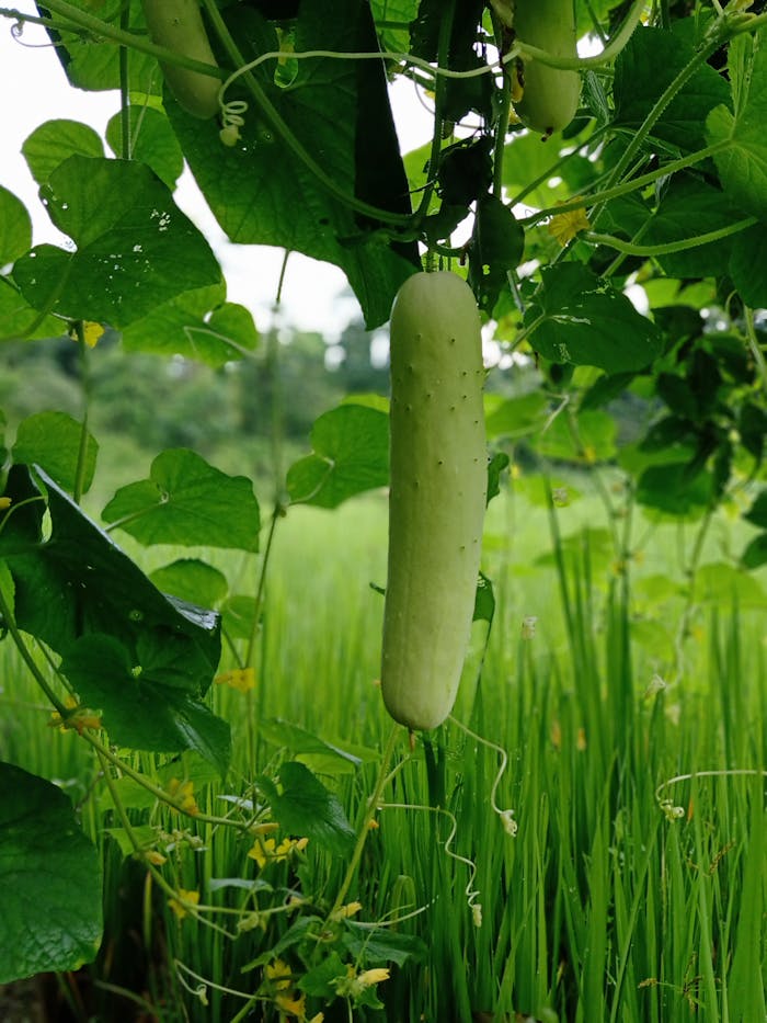 Close-up of a ripe cucumber hanging on a vine in a lush Indian farm setting, showcasing organic agriculture.