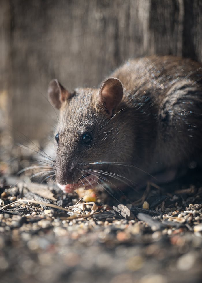 Detailed close-up of a brown rat eating seeds in a natural setting. Perfect for wildlife photography enthusiasts.