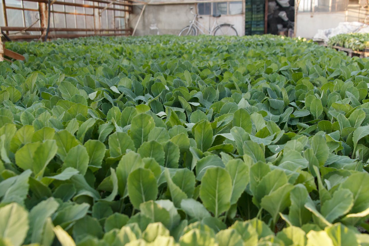 A flourishing field of young green plants growing in a greenhouse setting.