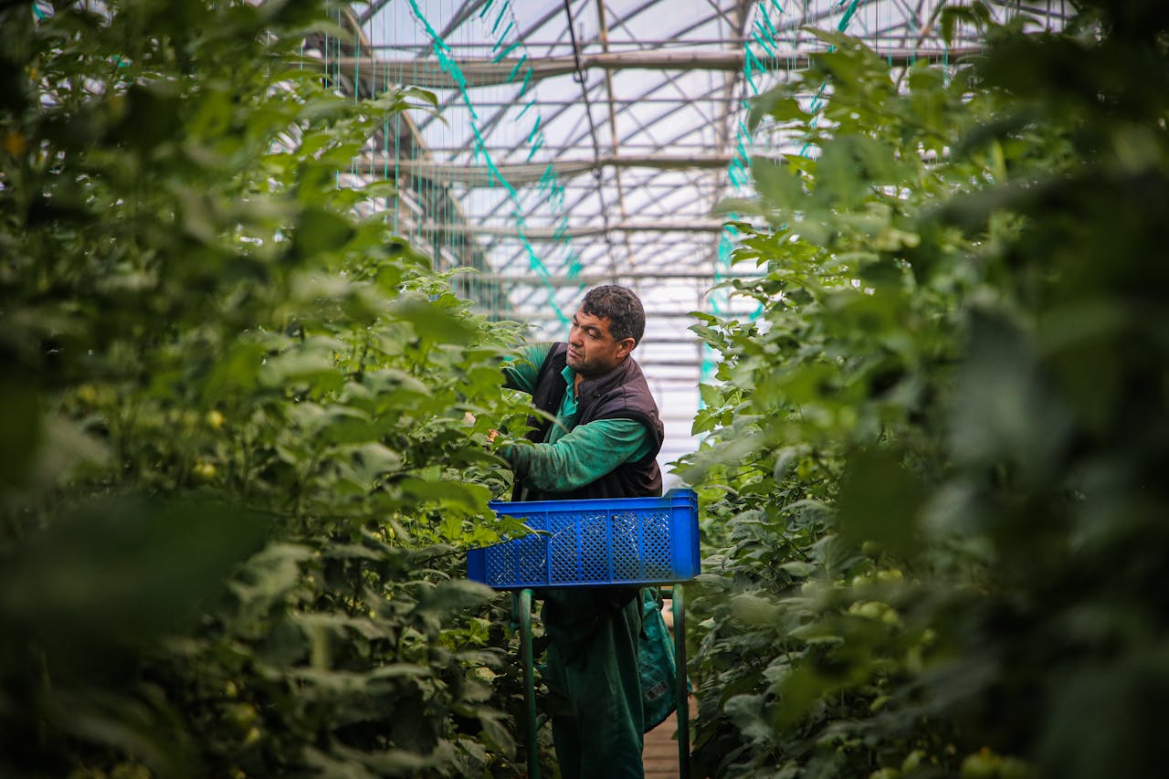 A man picking tomatoes inside a greenhouse in Diyadin, Türkiye.