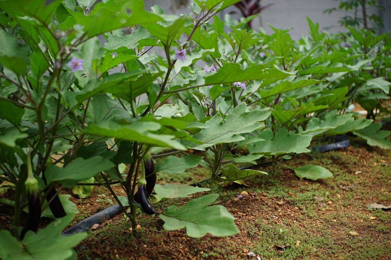 Close-up of lush green eggplant plants thriving in an outdoor vegetable garden.