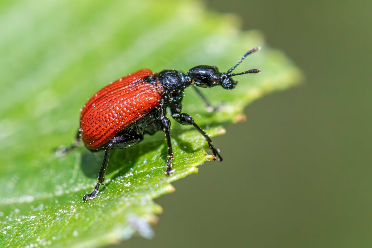 Detailed view of a red apoderus coryli beetle on green foliage.