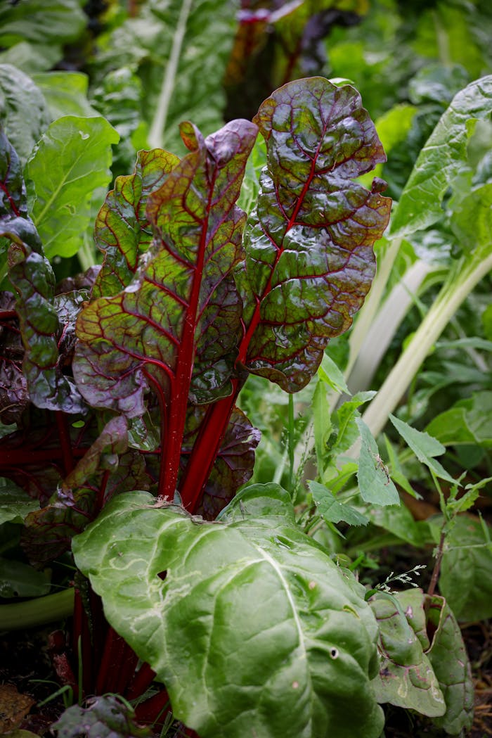 Vibrant Swiss chard thriving among leafy greens in an outdoor garden setting.