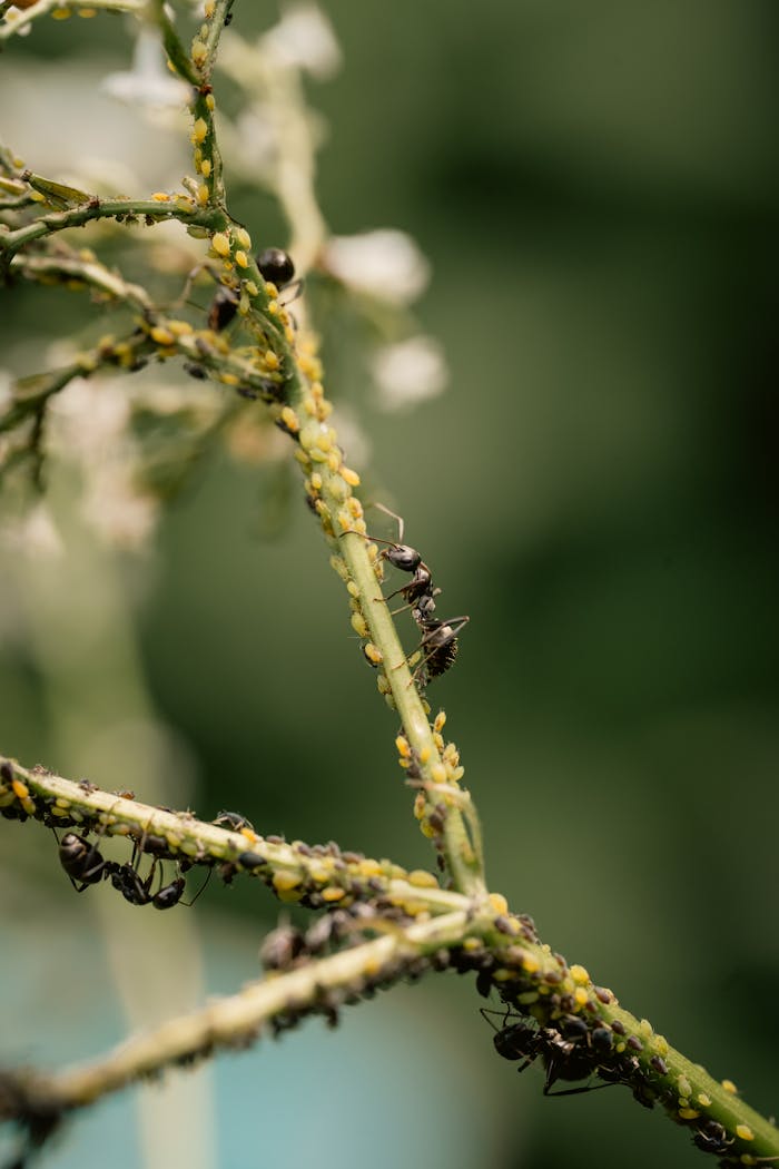 Macro shot of ants crawling on plant stems with aphids, showcasing nature's ecosystem.