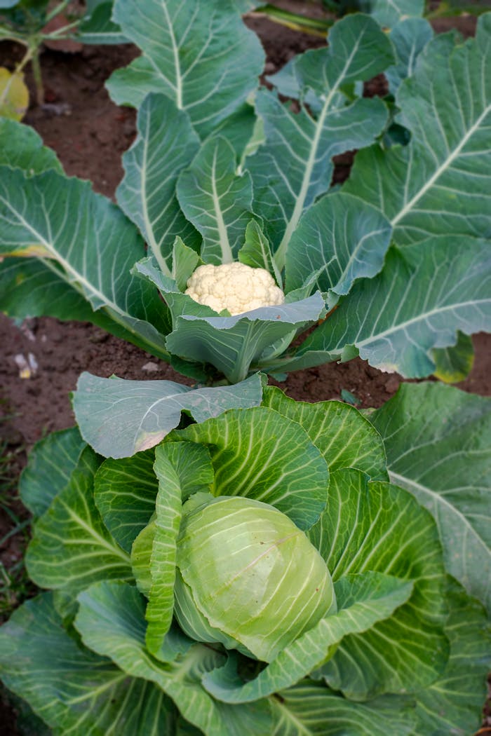 A detailed view of cauliflower and cabbage growing in a garden, showcasing fresh and healthy produce.