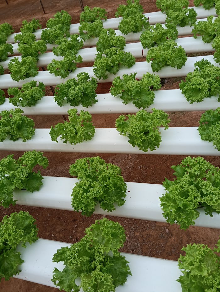 Vibrant hydroponic lettuce growing on white racks in an outdoor setup.