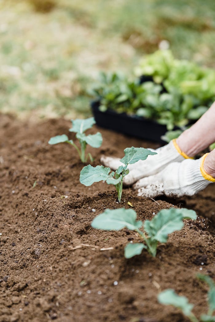 Crop anonymous gardener in gloves planting seedlings into soil on garden bed while cultivating soil in countryside on summer day