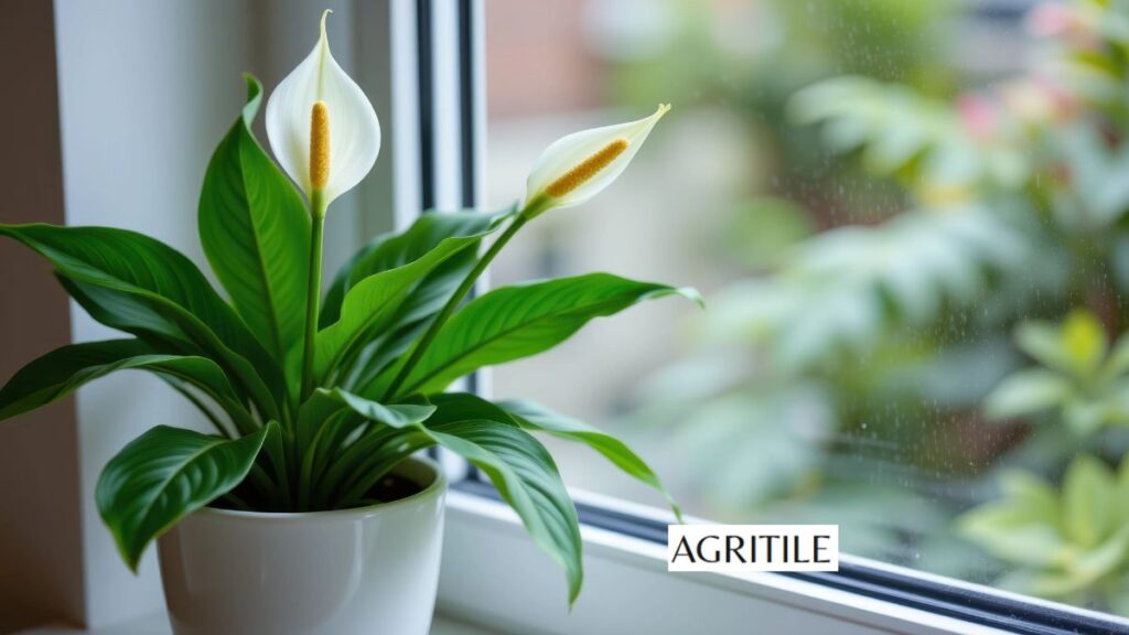 Analysis of NPK: What fertilizer is good for peace lily?