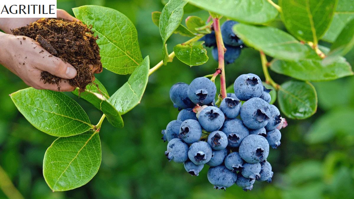 Best Liquid Fertilizer for Blueberries