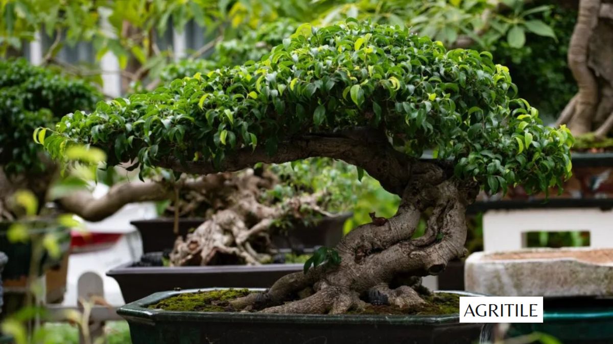 Best Liquid Fertilizer for Bonsai Trees