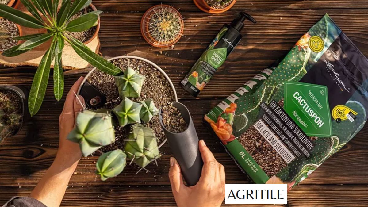 Best Liquid Fertilizer for Cactus