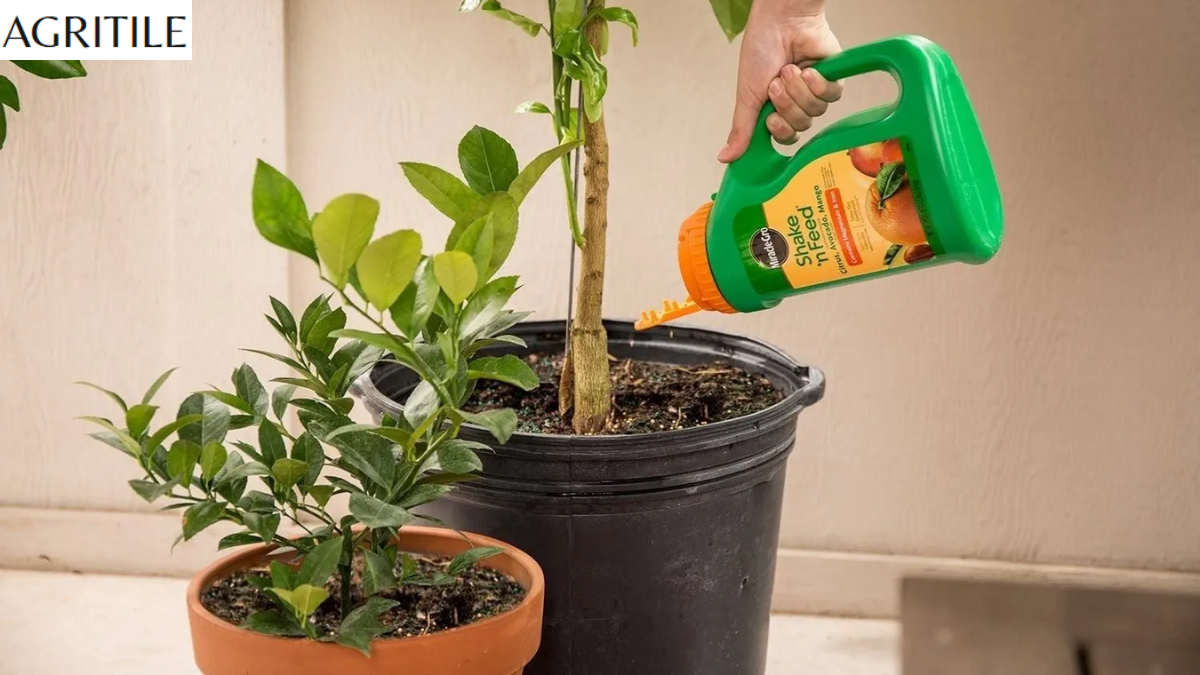 Best Liquid Fertilizer for Citrus Trees