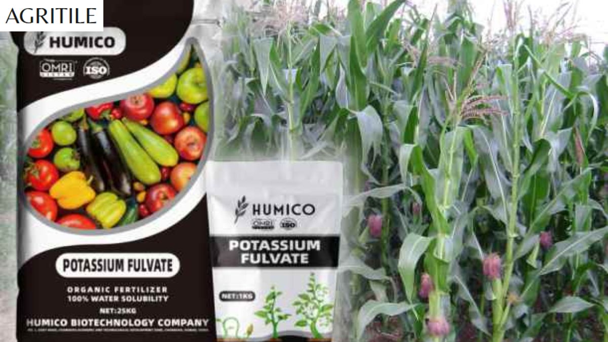Best Liquid Fertilizer for Corn