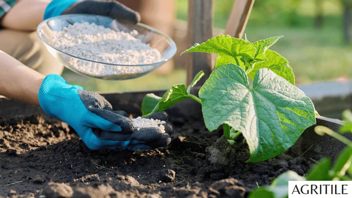 Best Liquid Fertilizer for Cucumbers