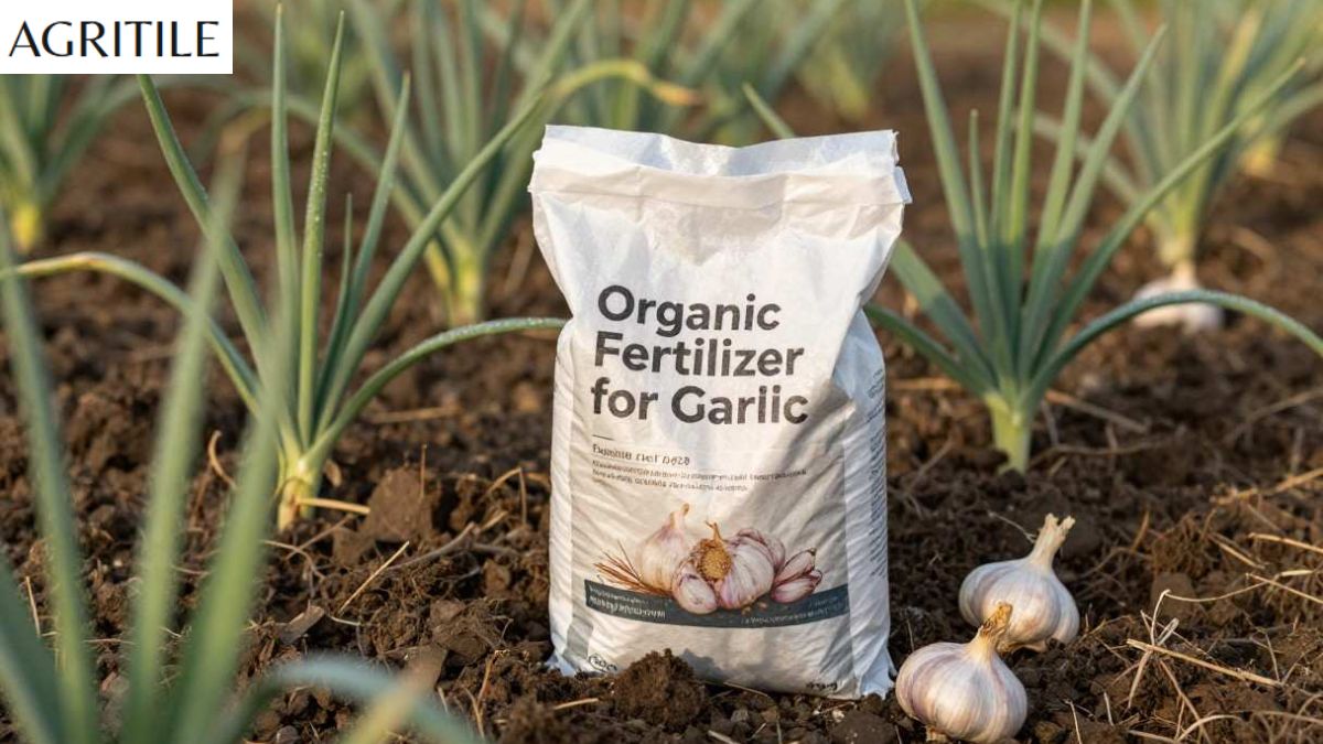Best Liquid Fertilizer for Garlic
