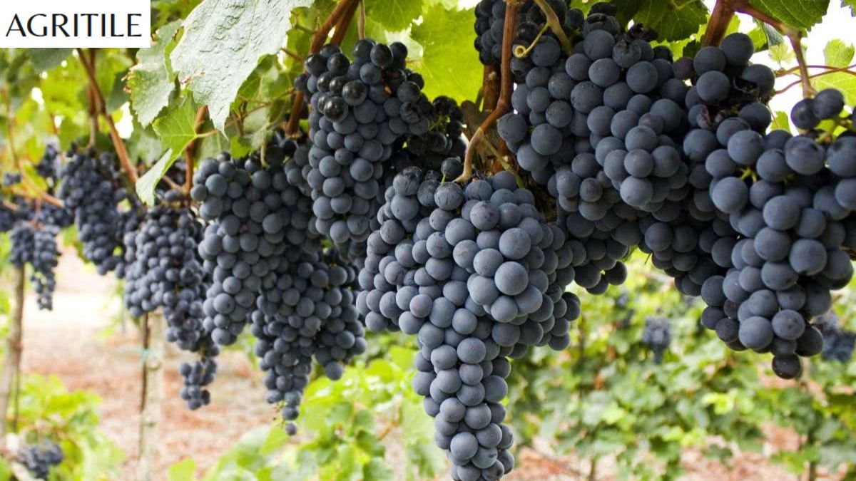 Best Liquid Fertilizer for Grapes