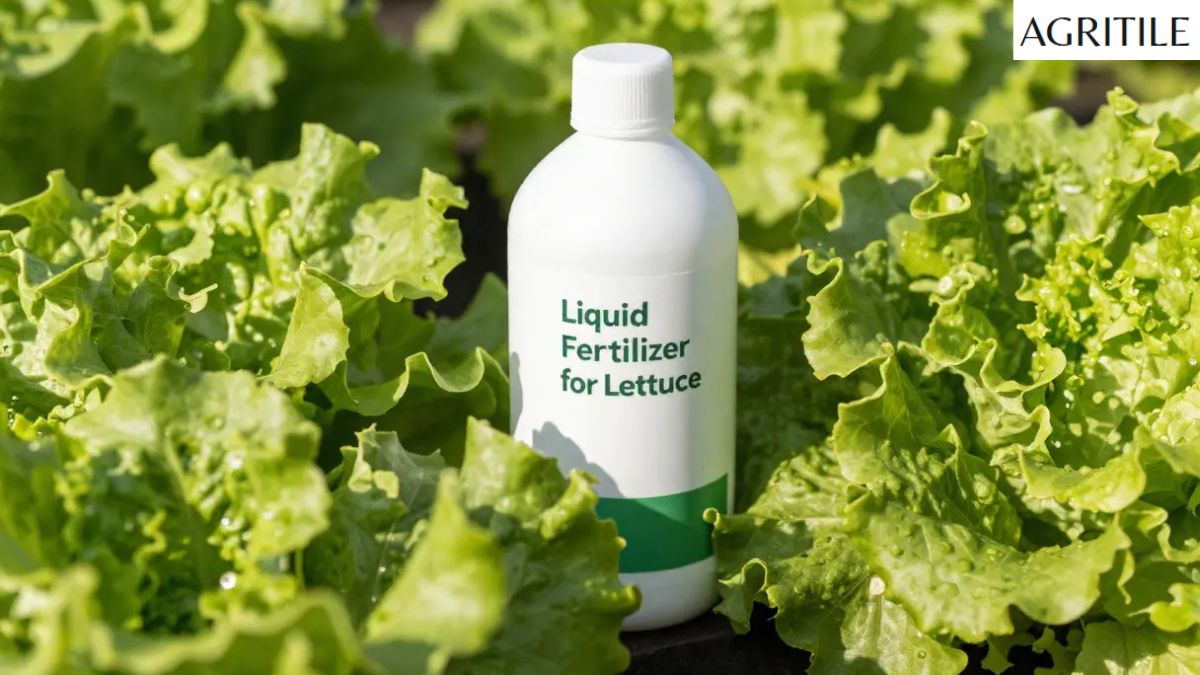 Best Liquid Fertilizer for Lettuce