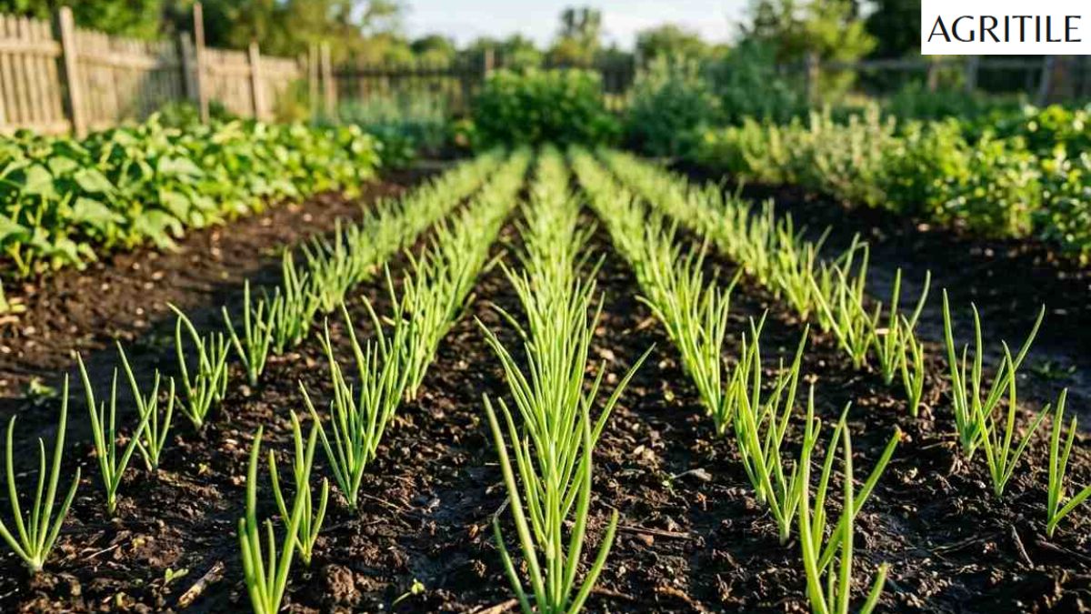 Best Liquid Fertilizer for Onions