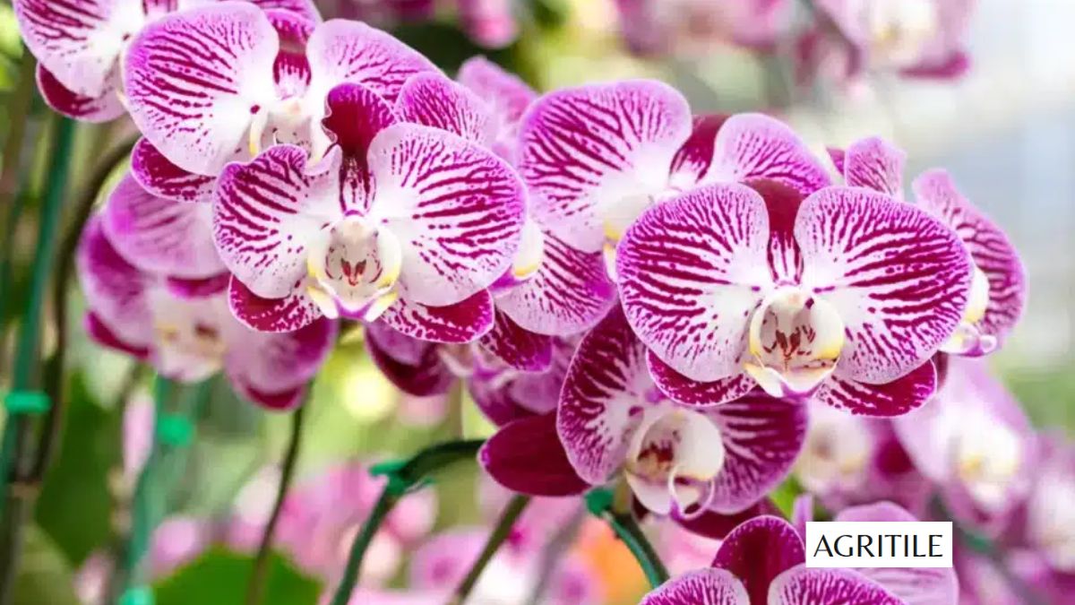 Best Liquid Fertilizer for Orchids
