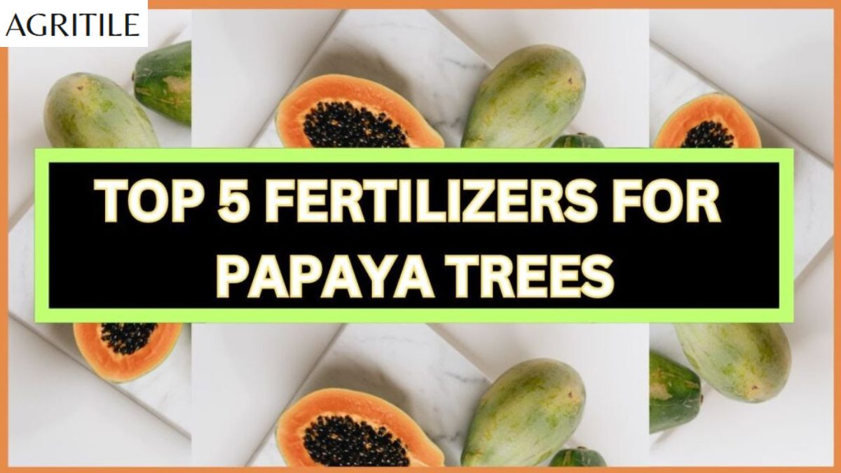 Best Liquid Fertilizer for Papaya