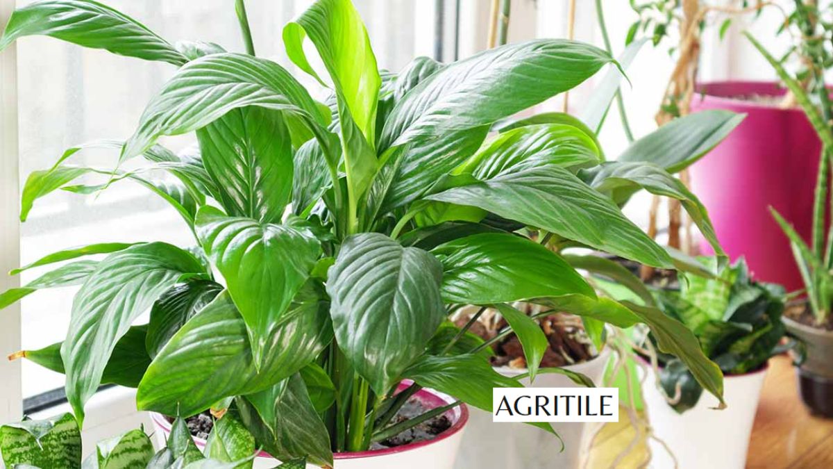 Best Liquid Fertilizer for Peace Lily