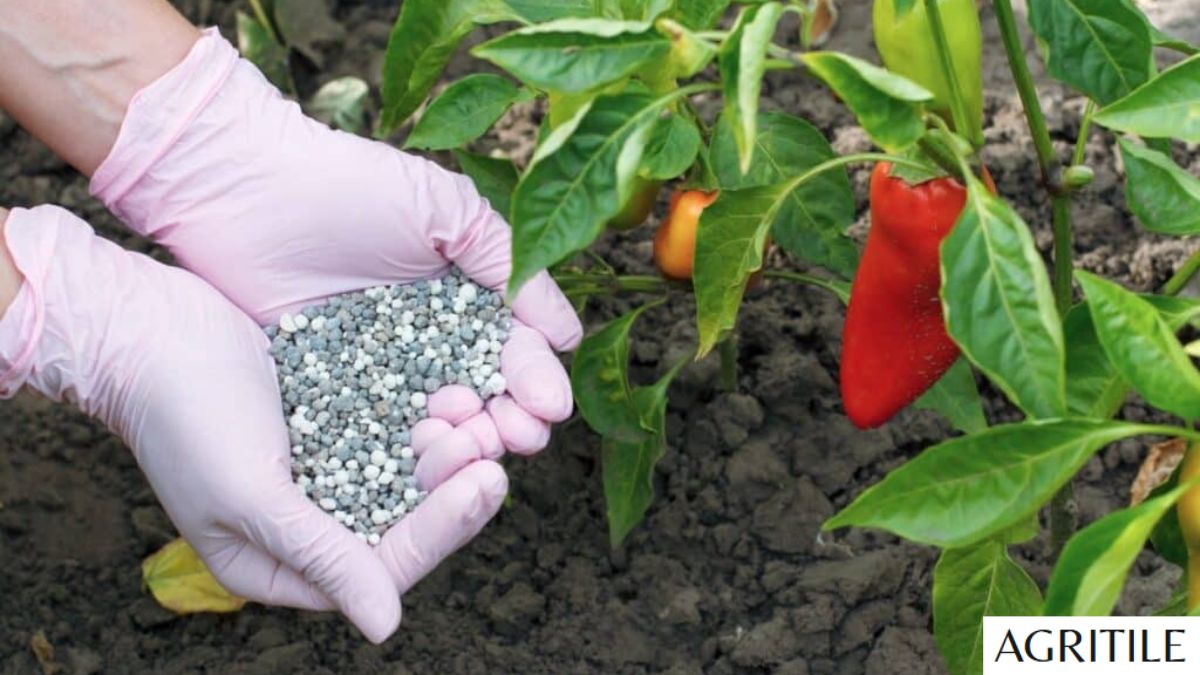 Best Liquid Fertilizer for Peppers