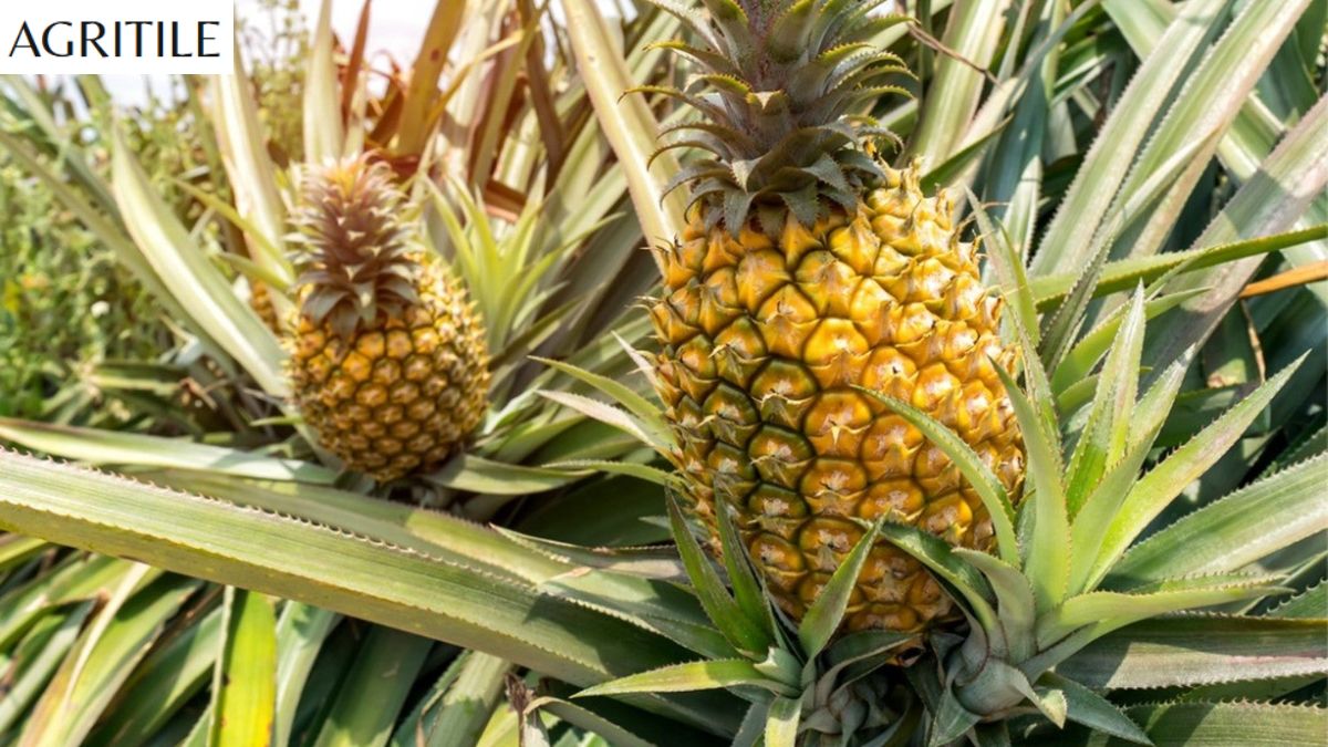 Best Liquid Fertilizer for Pineapple