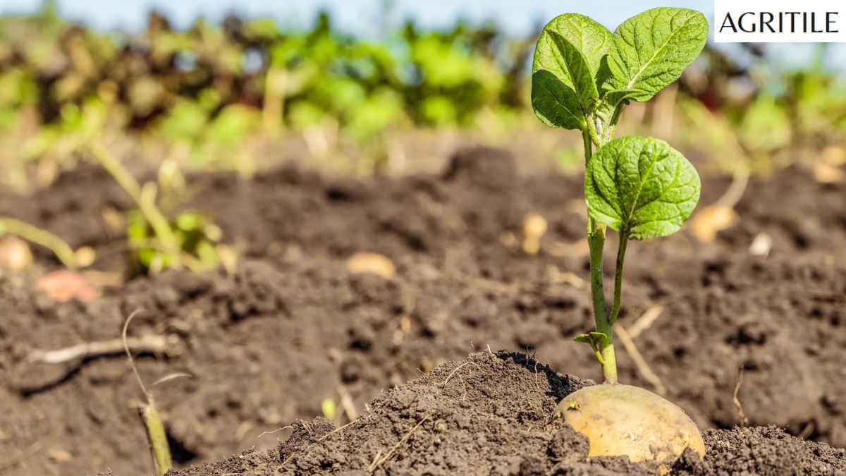 Best Liquid Fertilizer for Potatoes