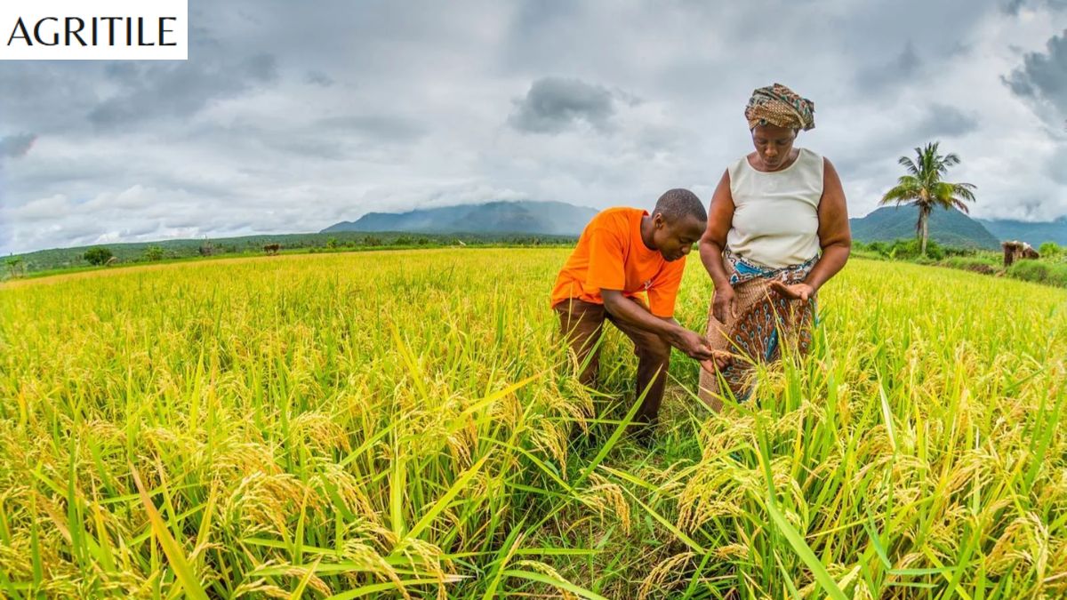 Best Liquid Fertilizer for Rice Plants