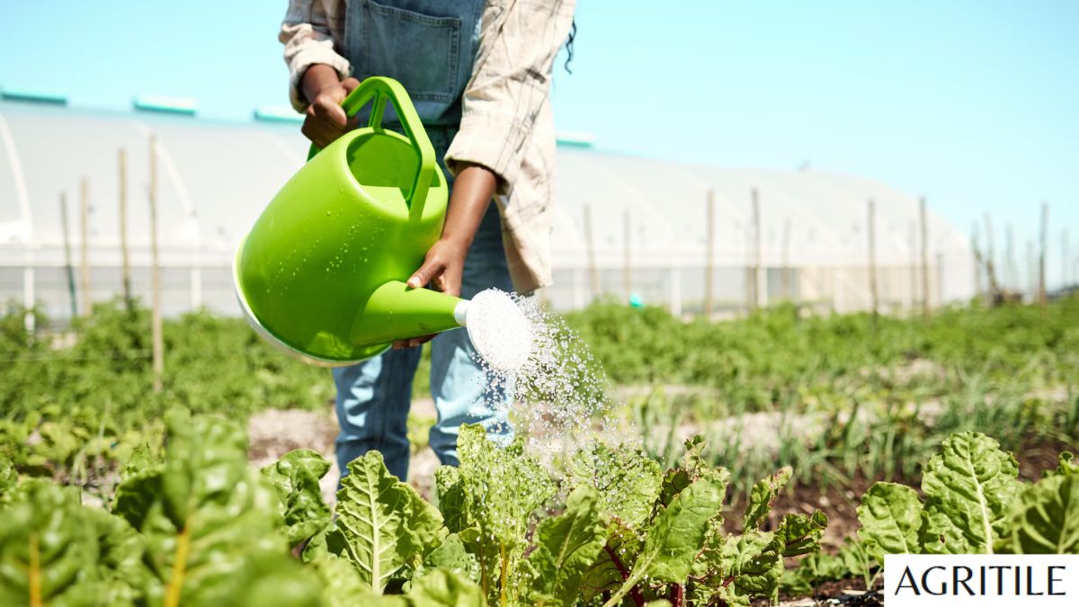 Best Liquid Fertilizer for Spinach