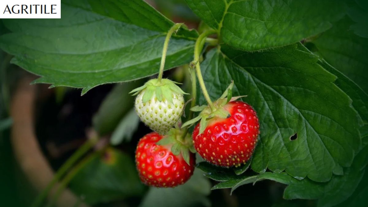 Best Liquid Fertilizer for Strawberries