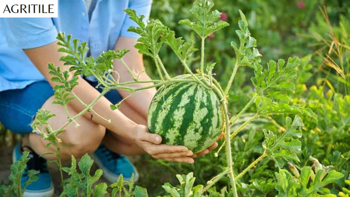 Best Liquid Fertilizer for Watermelon