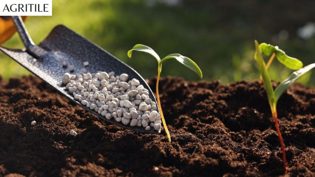 Common Mistakes to Avoid When Fertilizing