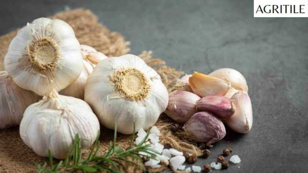 Common Mistakes to Avoid for Healthy Bulbs