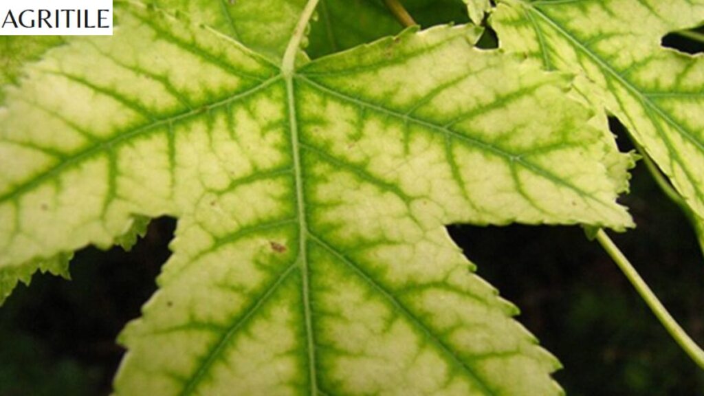 Dealing with Yellowing and Iron Deficiency