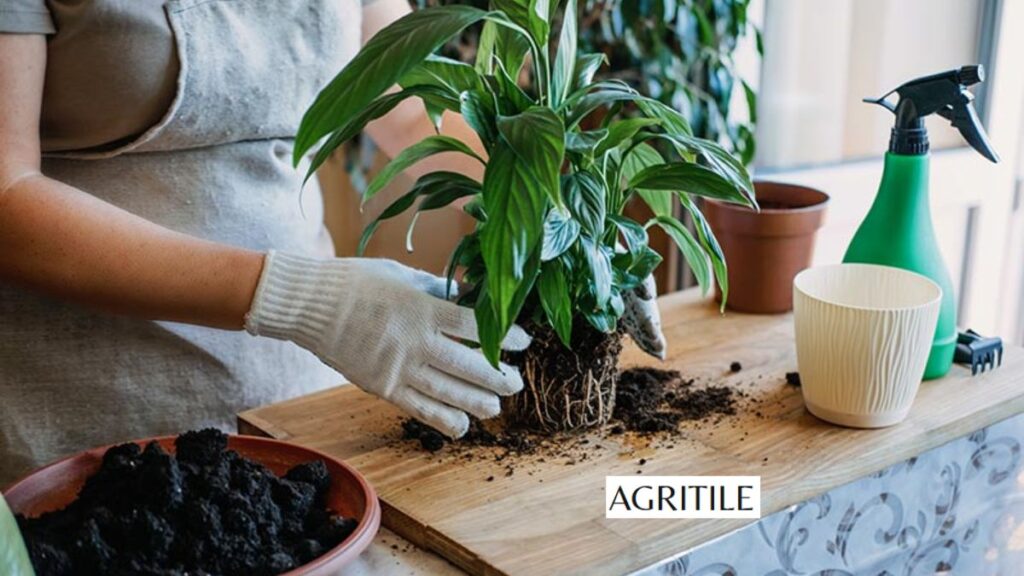 Early signs your lily needs food: What fertilizer for peace lily?