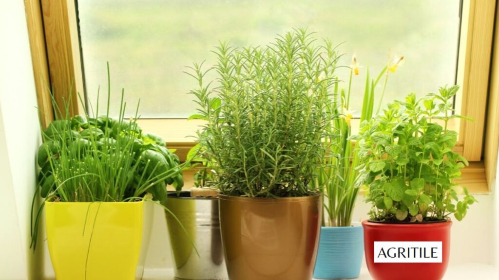 Exactly what fertilizer do herbs need for survival?