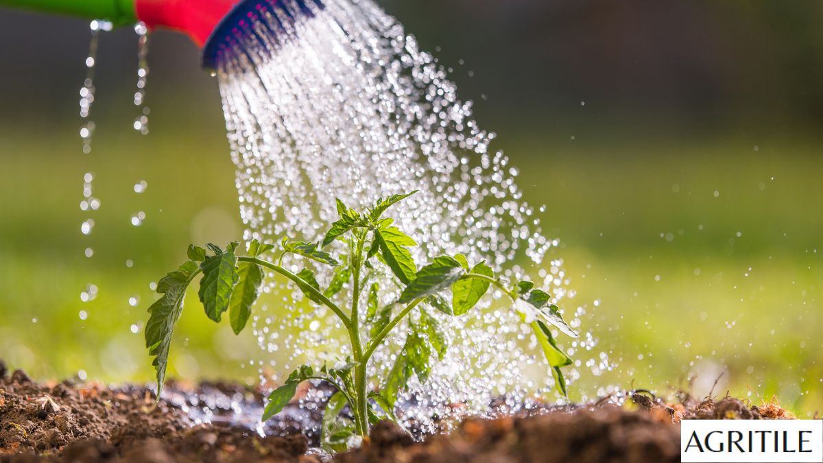 Homemade Liquid Fertilizer for Plants