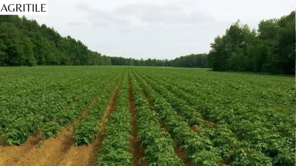 How to Apply Liquid Fertilizer Step-by-Step