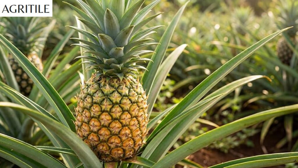 How to Apply Liquid Pineapple Fertilizer Step by Step