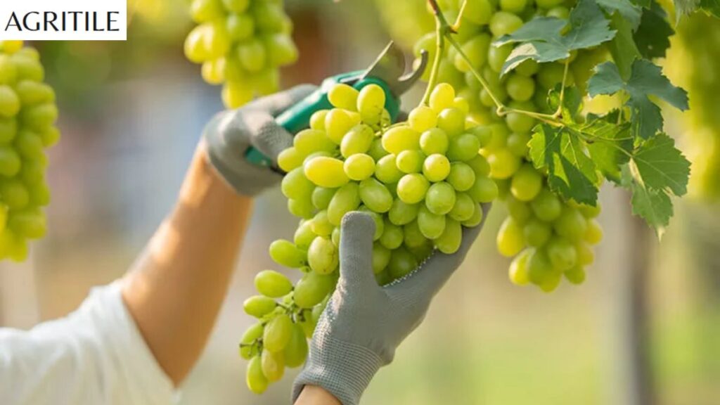 How to Avoid Over-Fertilizing Your Vines