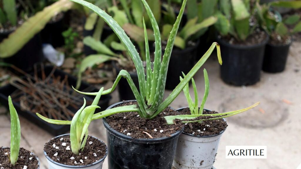How to find the Best Liquid Fertilizer for Aloe Vera for your garden