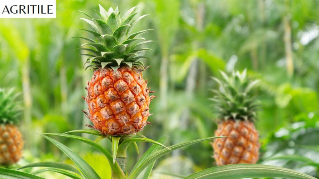 Identifying Nutrient Deficiencies in Your Crops