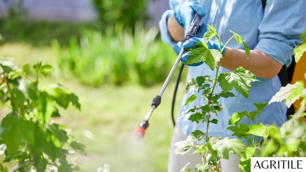 Importance of Foliar Feeding for Faster Growth