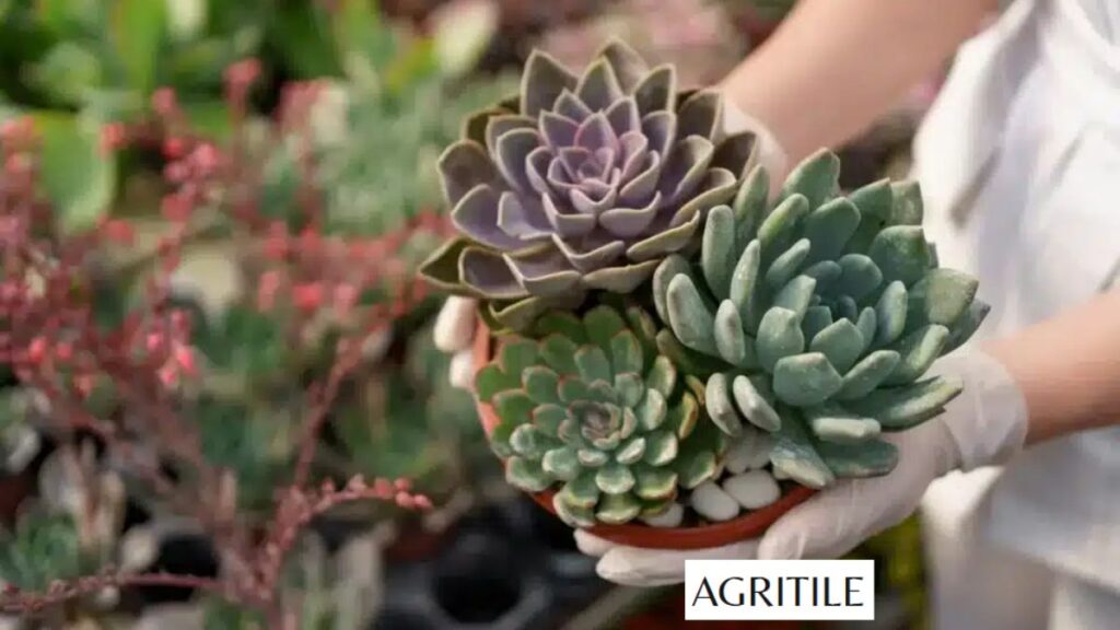 Importance of Using the Best Liquid Fertilizer for Succulents for Faster Growth
