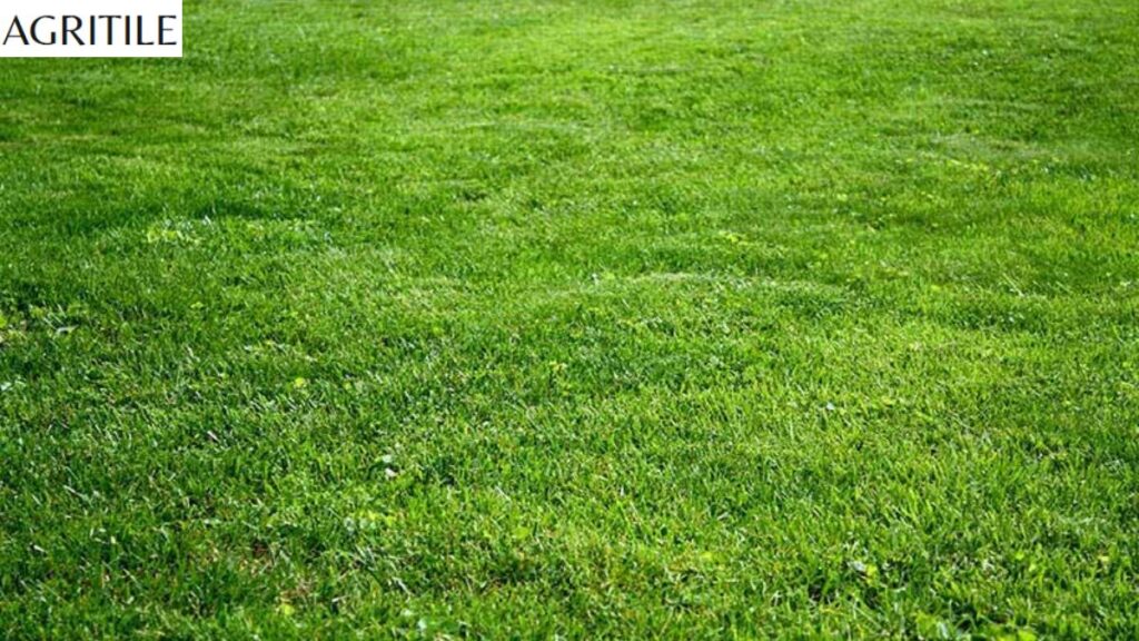 Kentucky Bluegrass Fertilizer Requirements for Every Season