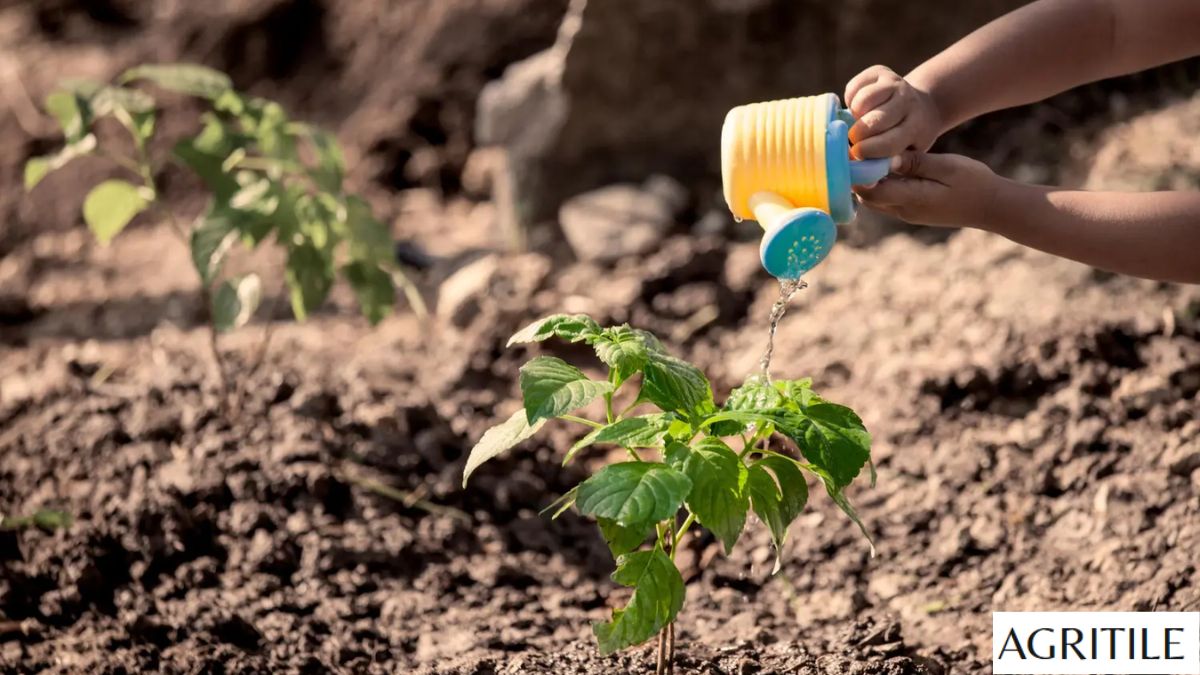 Liquid Fertilizer for Fast Plant Growth